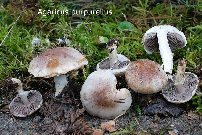 Agaricus purpurellus-amf126-1.jpg - Agaricus purpurellus ; Syn1: Psalliota purpurella ; Syn2: Psalliota amethystina ; Nom français: Agaric améthyste